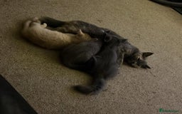 Mixed Breed cats for sale: Persian x Russian blue & British shorthair - Image 1