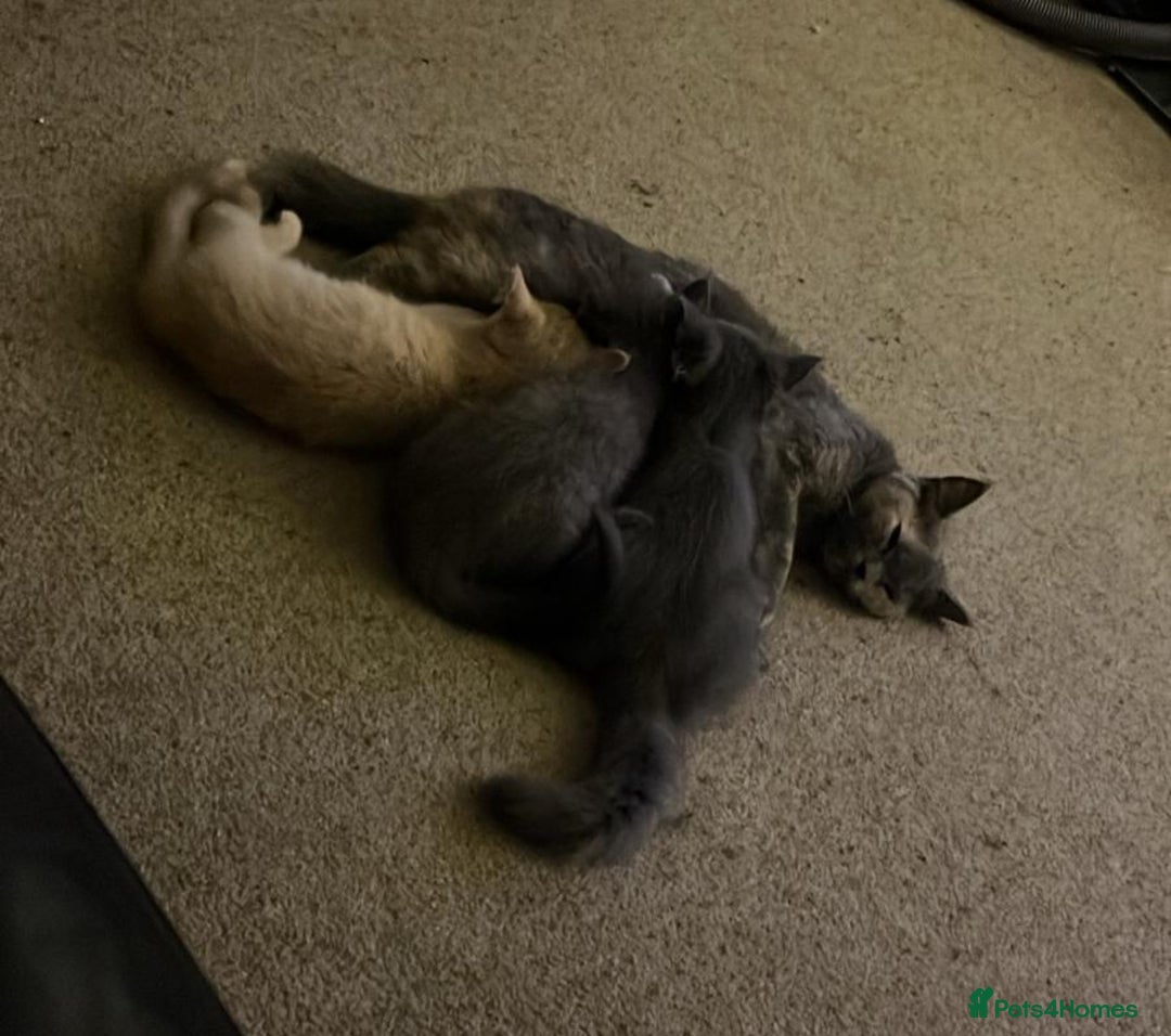 Mixed Breed cats for sale: Persian x Russian blue & British shorthair - Image 1