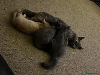 Mixed Breed cats - Advert 1