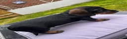 Miniature Dachshund dogs for sale: Black and Tan miniature dachshund - Advert 9