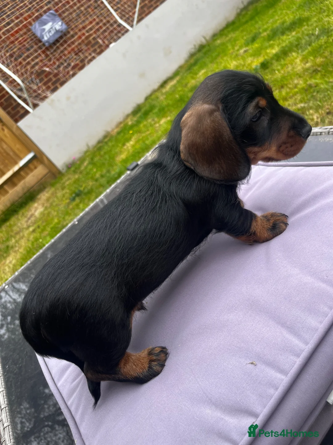 Miniature Dachshund dogs for sale: Black and Tan miniature dachshund - Advert 9
