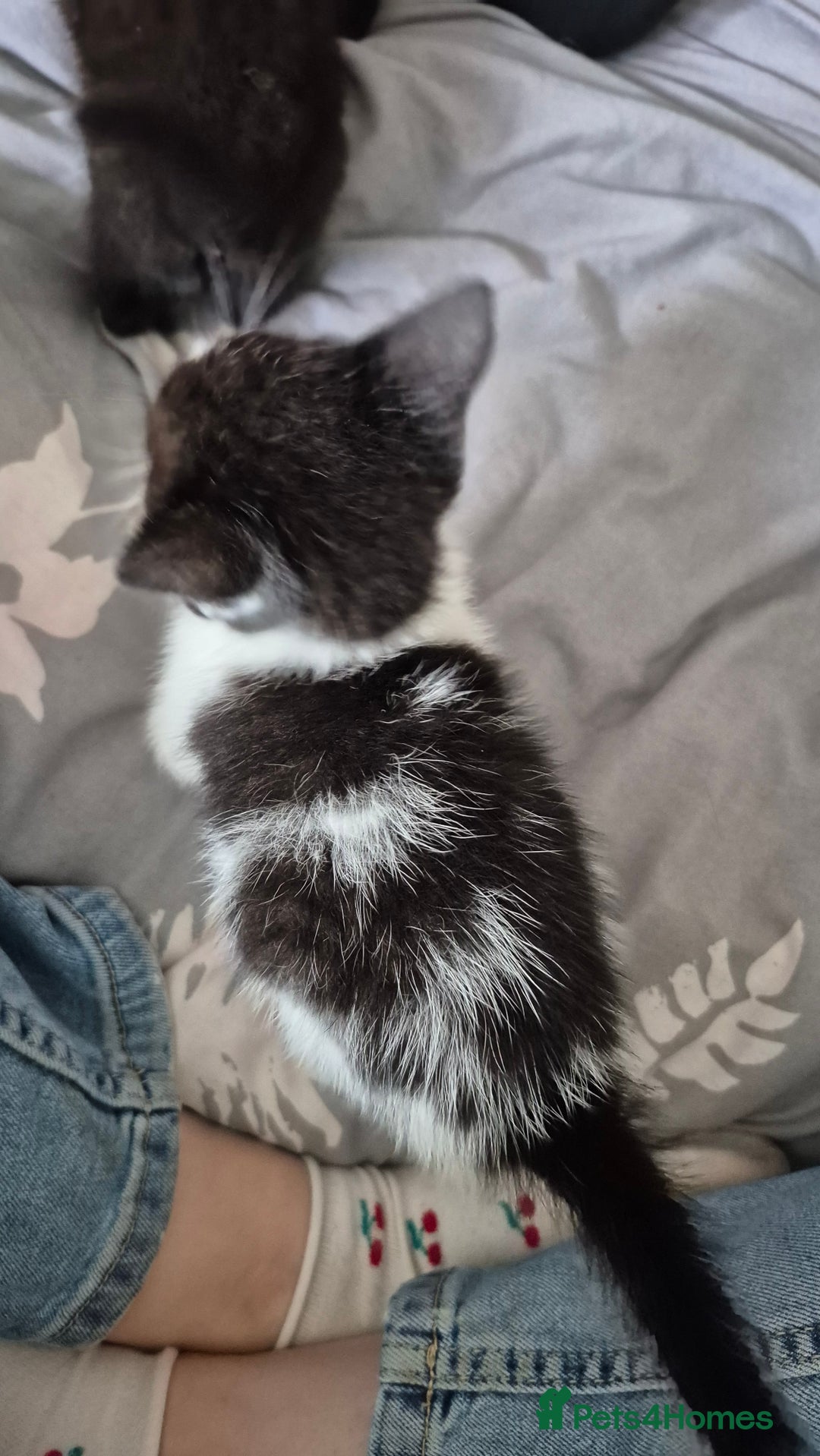 Mixed Breed cats for sale: 6 kittens for sale. - Image 4