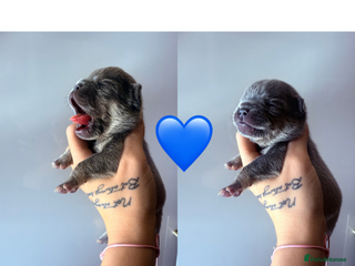 French Bulldog dogs - Advert 10