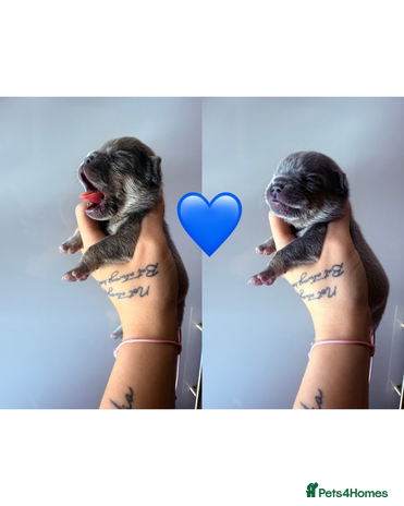French Bulldog dogs - Advert 3