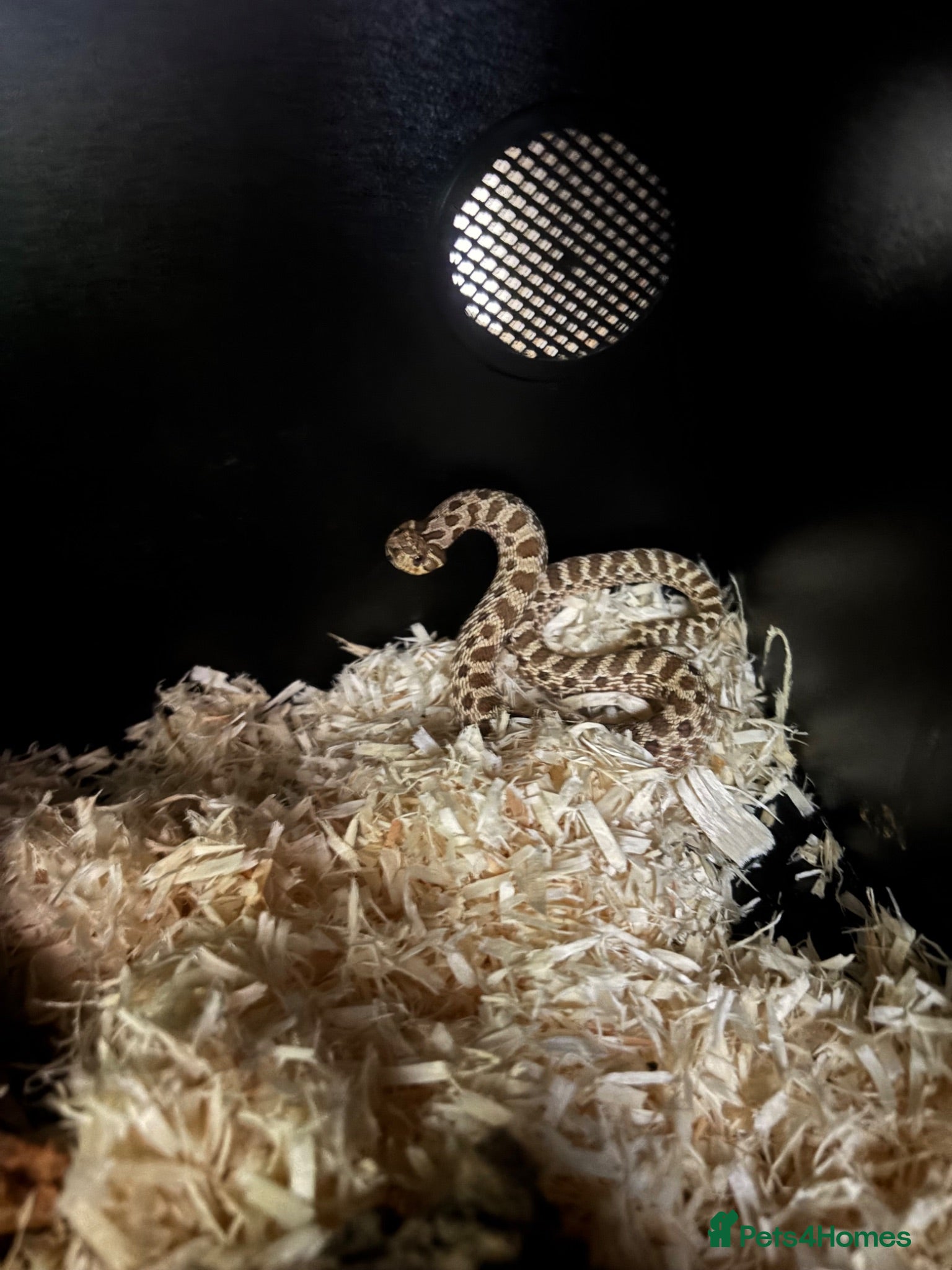Snake reptiles Western hognose snake - Advert 2