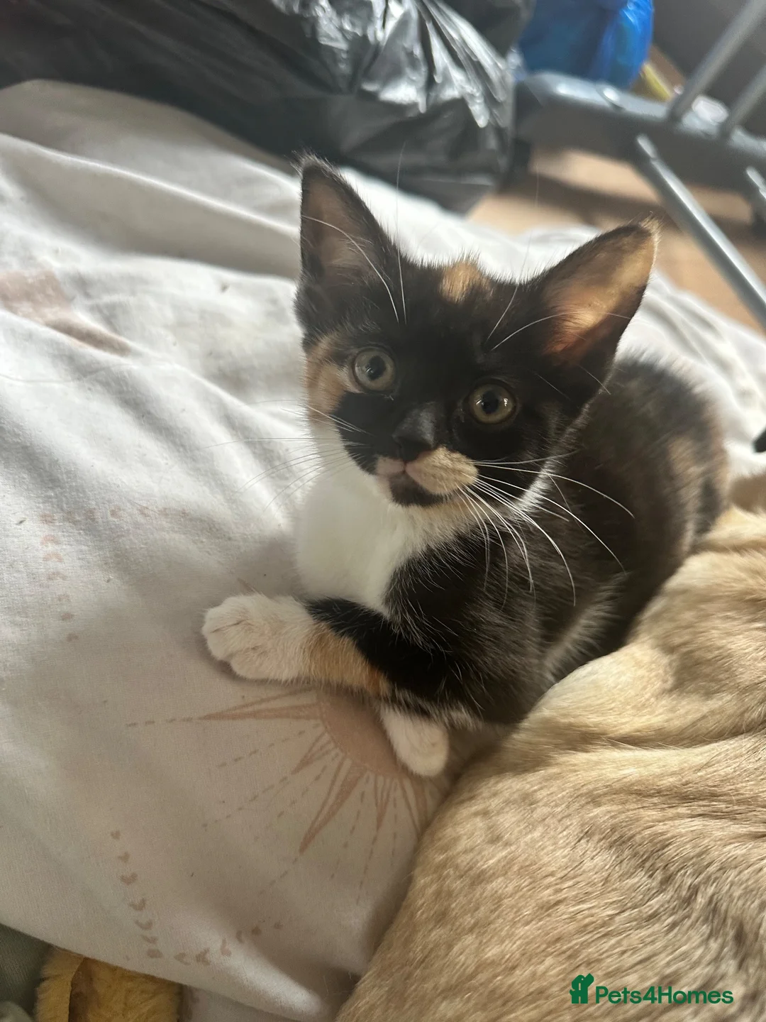 Domestic Shorthair cats for sale: Female calico kitten in Walsall - Advert 3