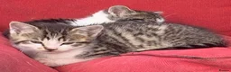Mixed Breed cats for sale: 4 kittens ready for new homes - Advert 10