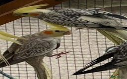 Cockatiels birds for sale: Cockatiels  - Image 3