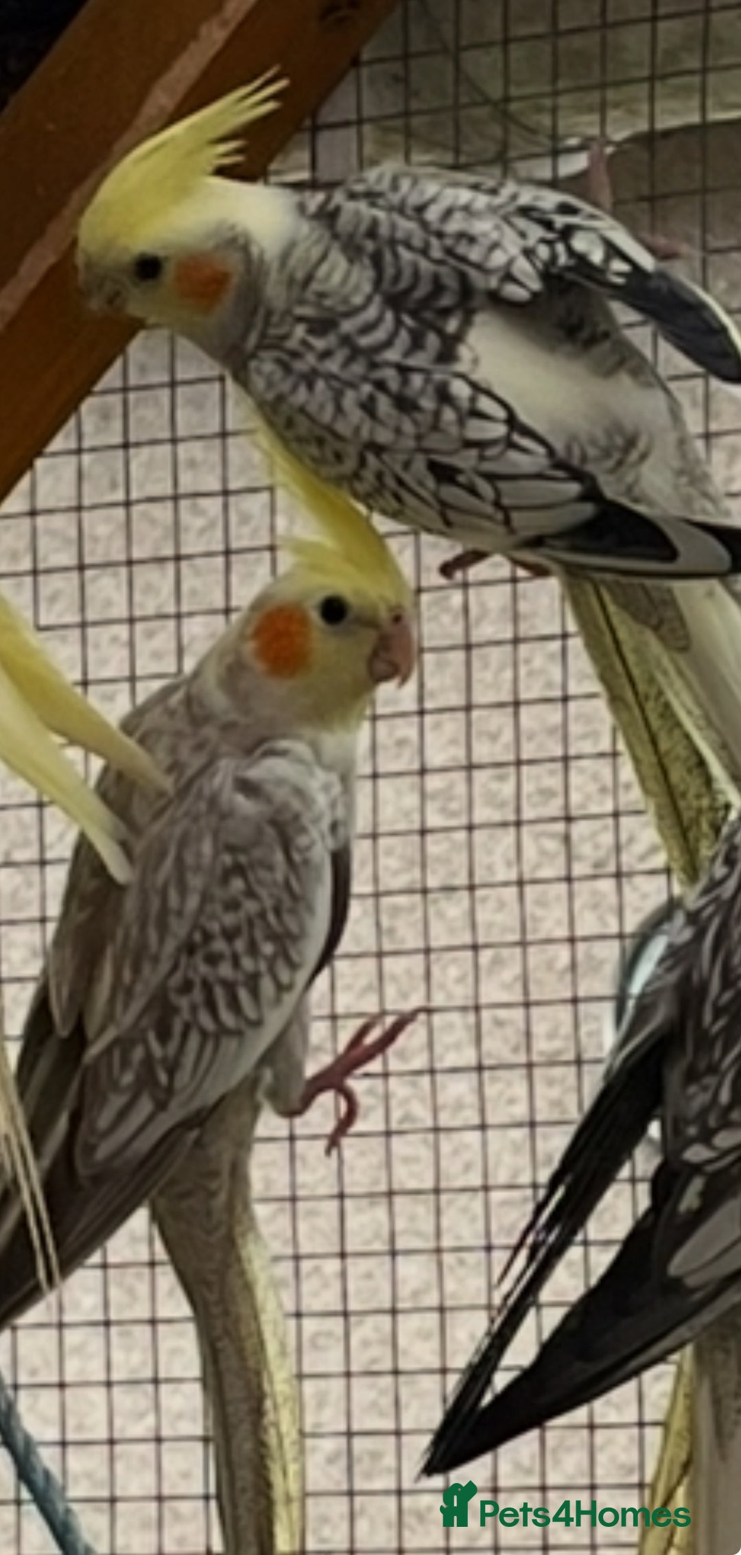 Cockatiels birds for sale: Cockatiels  - Image 3