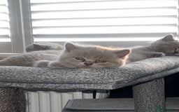 British Shorthair cats for sale: Beautiful Lilac British short haired kittens  in Glasgow - Image 31