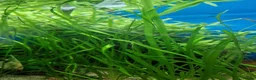Angelfish fish for sale: Koi/Marble Angelfish - Advert 11
