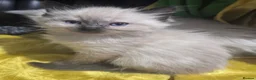 Ragdoll cats for sale: Last remaining ragdoll male  - Advert 2