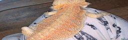 Bearded Dragon reptiles for sale: Female bearded dragon for sale  in Tiverton - Advert 2