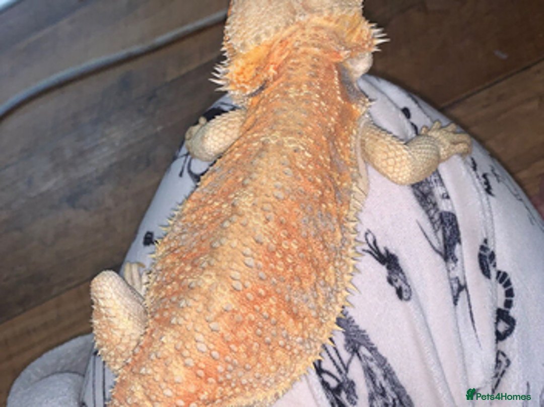 Bearded Dragon reptiles for sale: Female bearded dragon for sale  in Tiverton - Advert 2