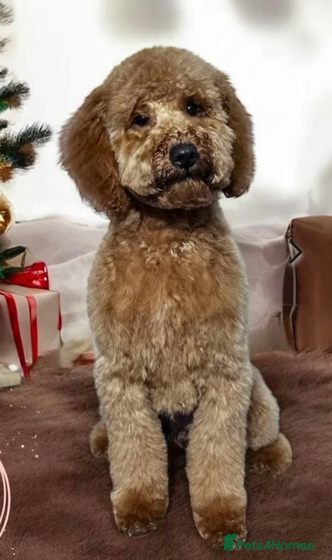 Cockapoo dogs for sale: Unique Coloured F1 Cockapoo Puppies KC Parents - Advert 18