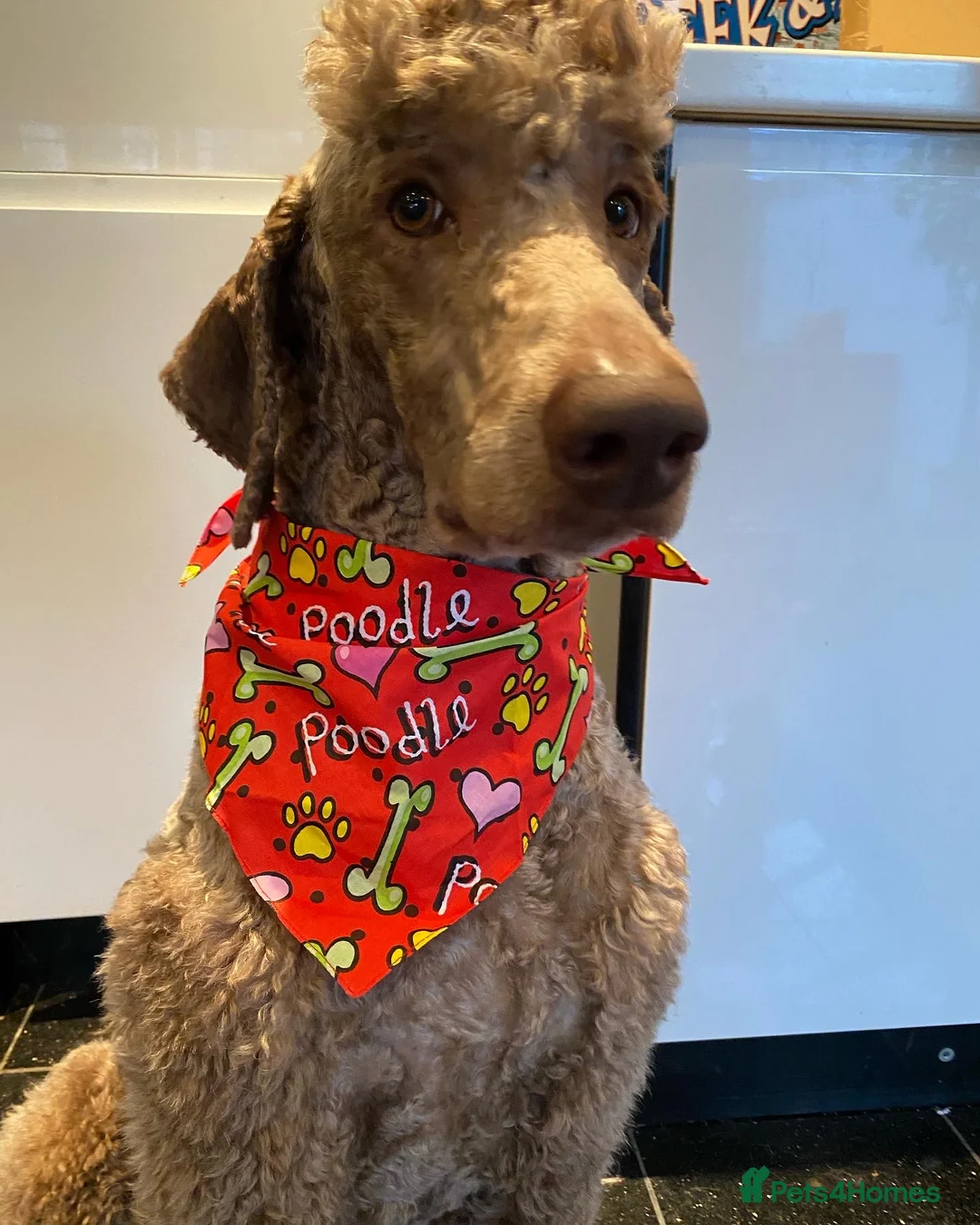 Standard Poodle dogs for stud: Champion Proven Gentle Poodle Available for Stud in Swindon - Advert 6