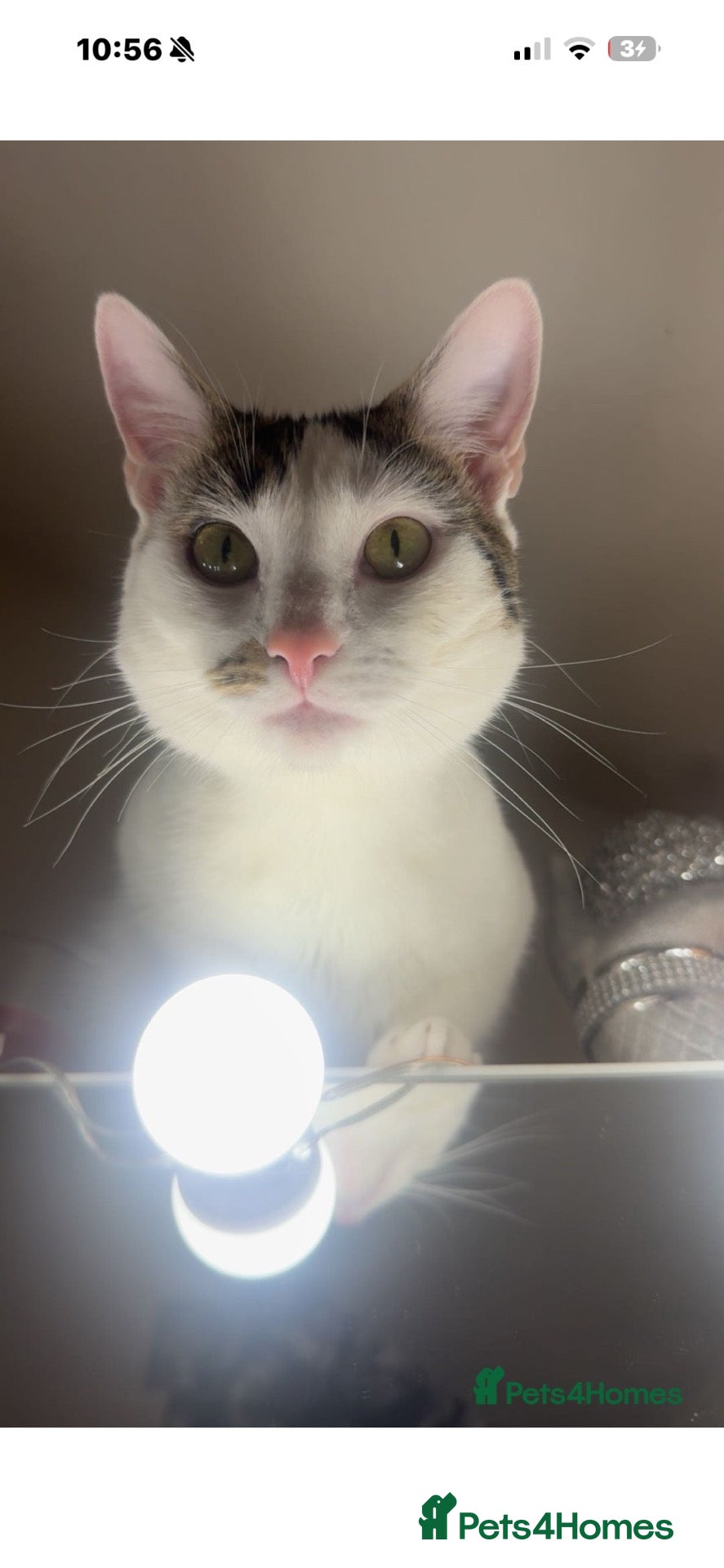 Mixed Breed cats indoor cat only! - Advert 1