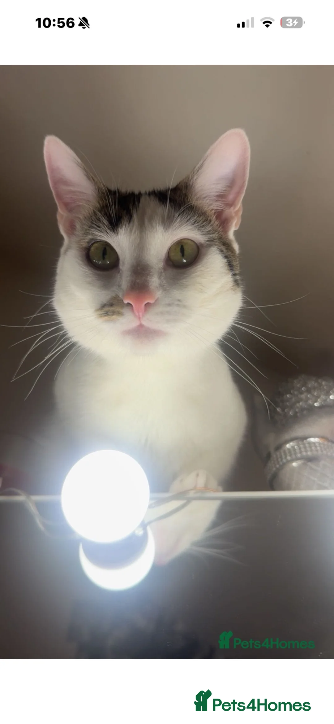 Mixed Breed cats for sale: indoor cat only! - Advert 1
