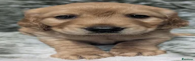 Cockerdor 3