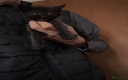 Bombay cats for sale: Kittens - Image 7