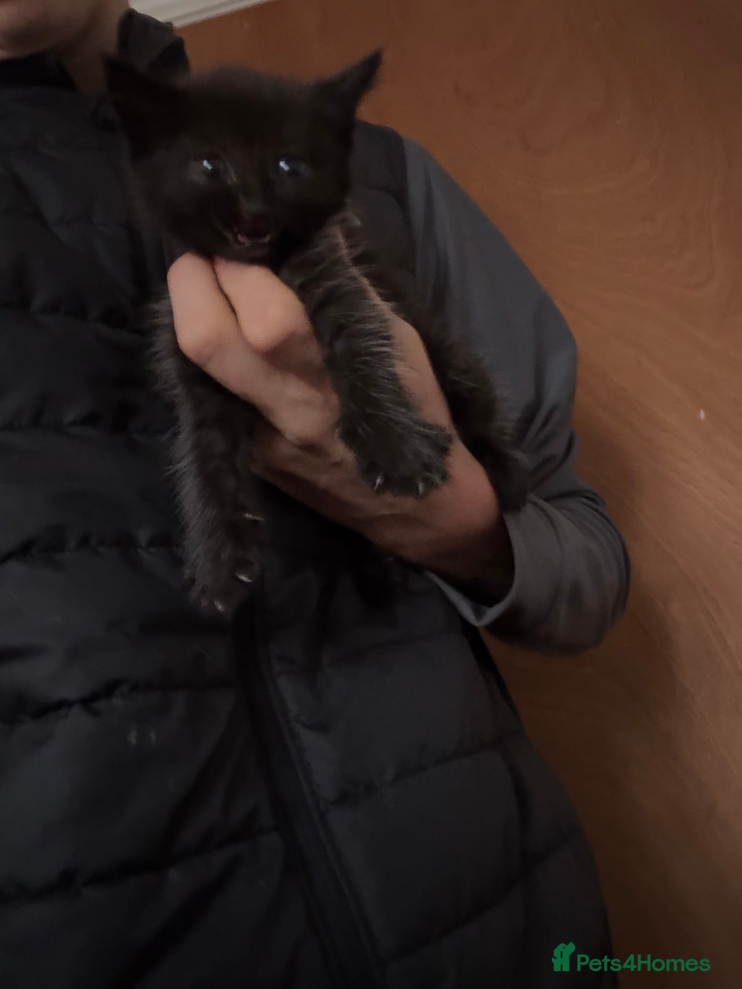 Bombay cats for sale: Kittens - Image 7