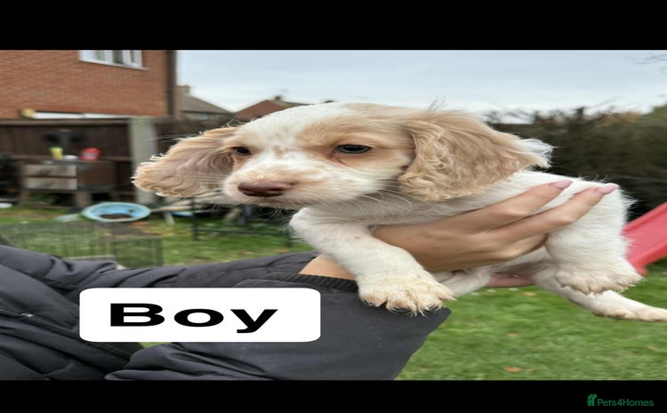 Cocker Spaniel dogs - Advert 1