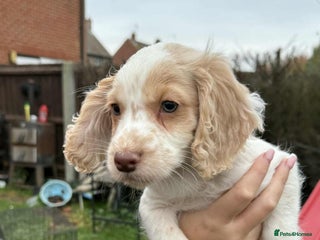 Cocker Spaniel dogs working cocker spaniel puppies ready to go now - Advert 12