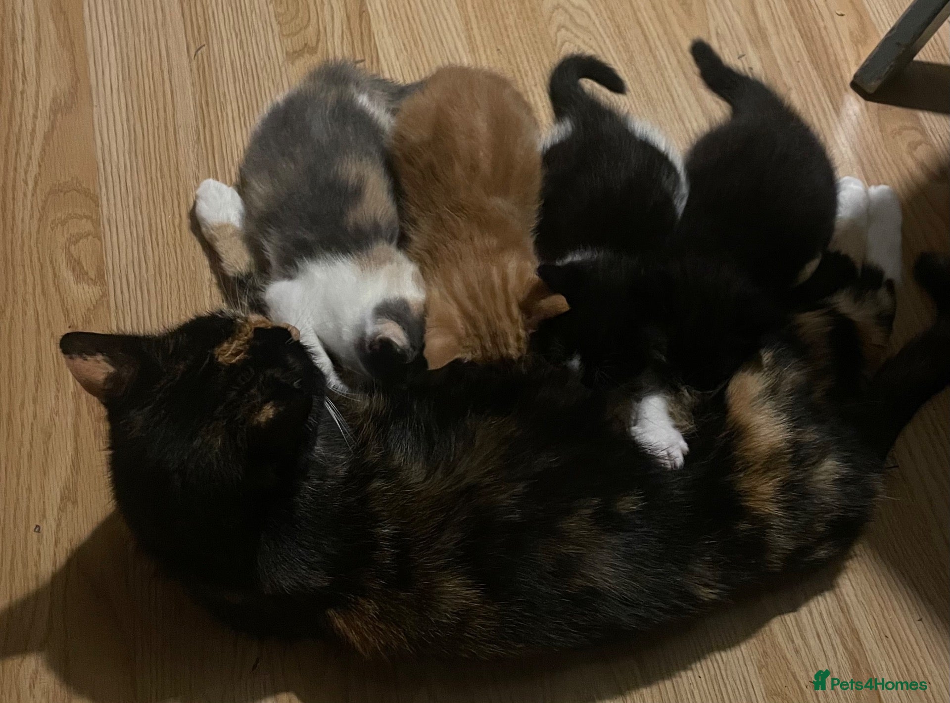 Mixed Breed cats Little kittens  - Advert 13