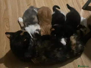 Mixed Breed cats Little kittens - Advert 13