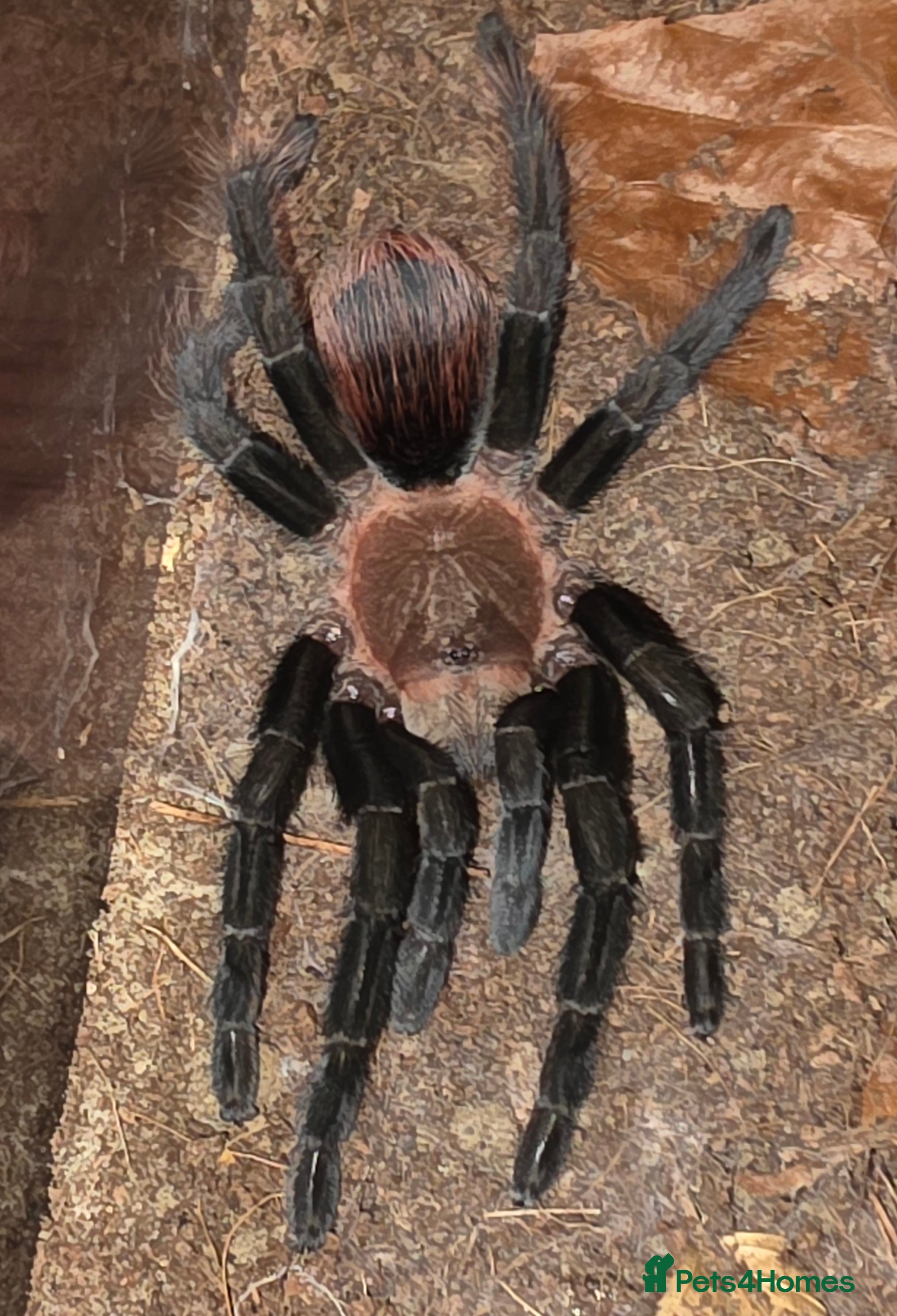 Tarantulas invertebrates Female Mexican Red Rump tarantula with full setup  - Advert 2