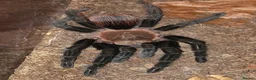 Tarantulas invertebrates for sale: Female Mexican Red Rump tarantula with full setup  - Advert 1
