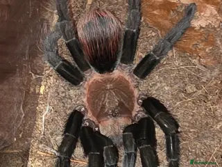 Tarantulas invertebrates Female Mexican Red Rump tarantula with full setup - Advert 6