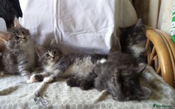 Maine Coon cats for sale: 3/4 maine coon kittens for sale - Image 6