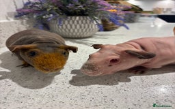 Guinea Pig rodents for sale: X2 one year old super cute skinny pigs  - Image 4