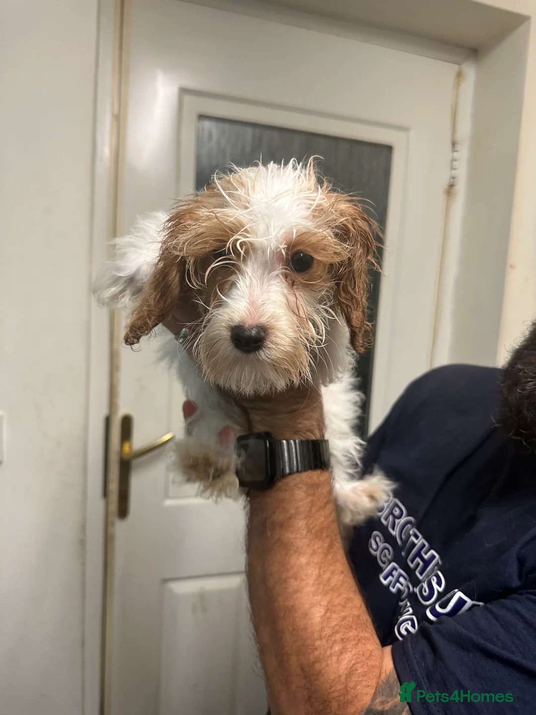 Cockapoo dogs for sale: 5 gorgeous female Cockapoo in Maldon - Advert 2