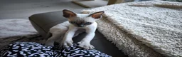 Devon Rex cats for sale: Devon Rex kittens pointed💙blue eyes💙 - Advert 20