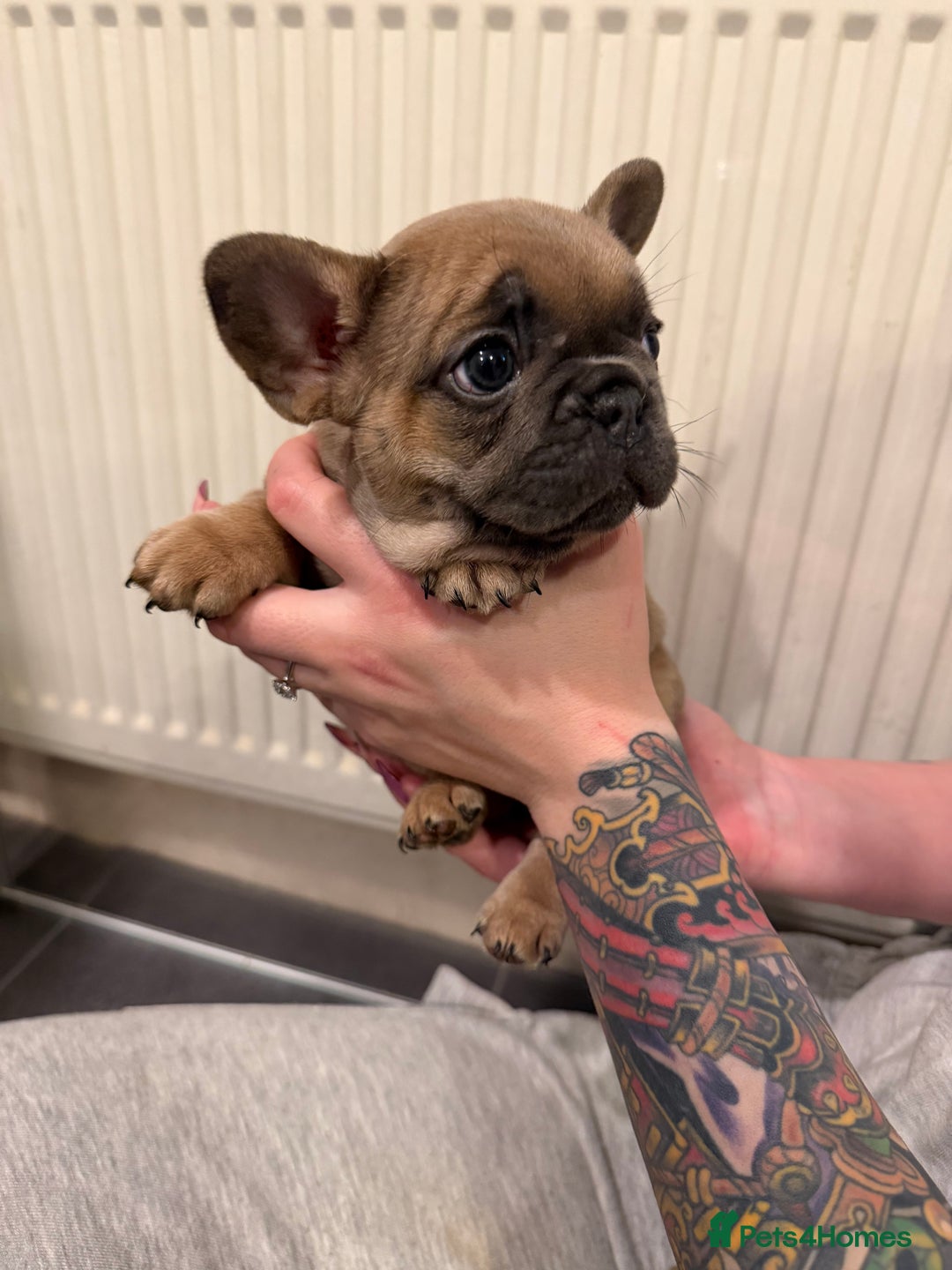 French Bulldog dogs for sale: Beautiful French bulldog puppies 🐶  - Advert 4