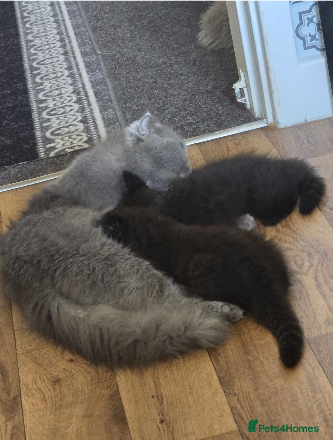 Scottish Fold cats Beautiful black British shorthair/ fold kittens  - Advert 1