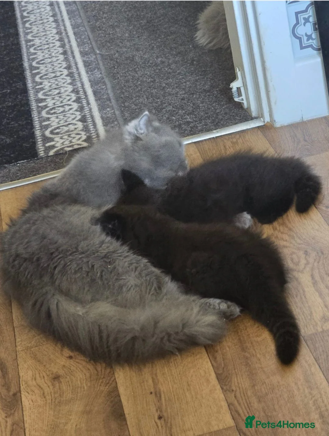 Scottish Fold cats for sale: Beautiful black British shorthair/ fold kittens  - Advert 1
