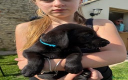 Labrador Retriever dogs for sale: KC Registered Black Labrador Pups 🐾 - Image 28