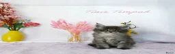 Maine Coon cats for sale: Stunning Maine Coon ( polydactyl)  - Advert 25