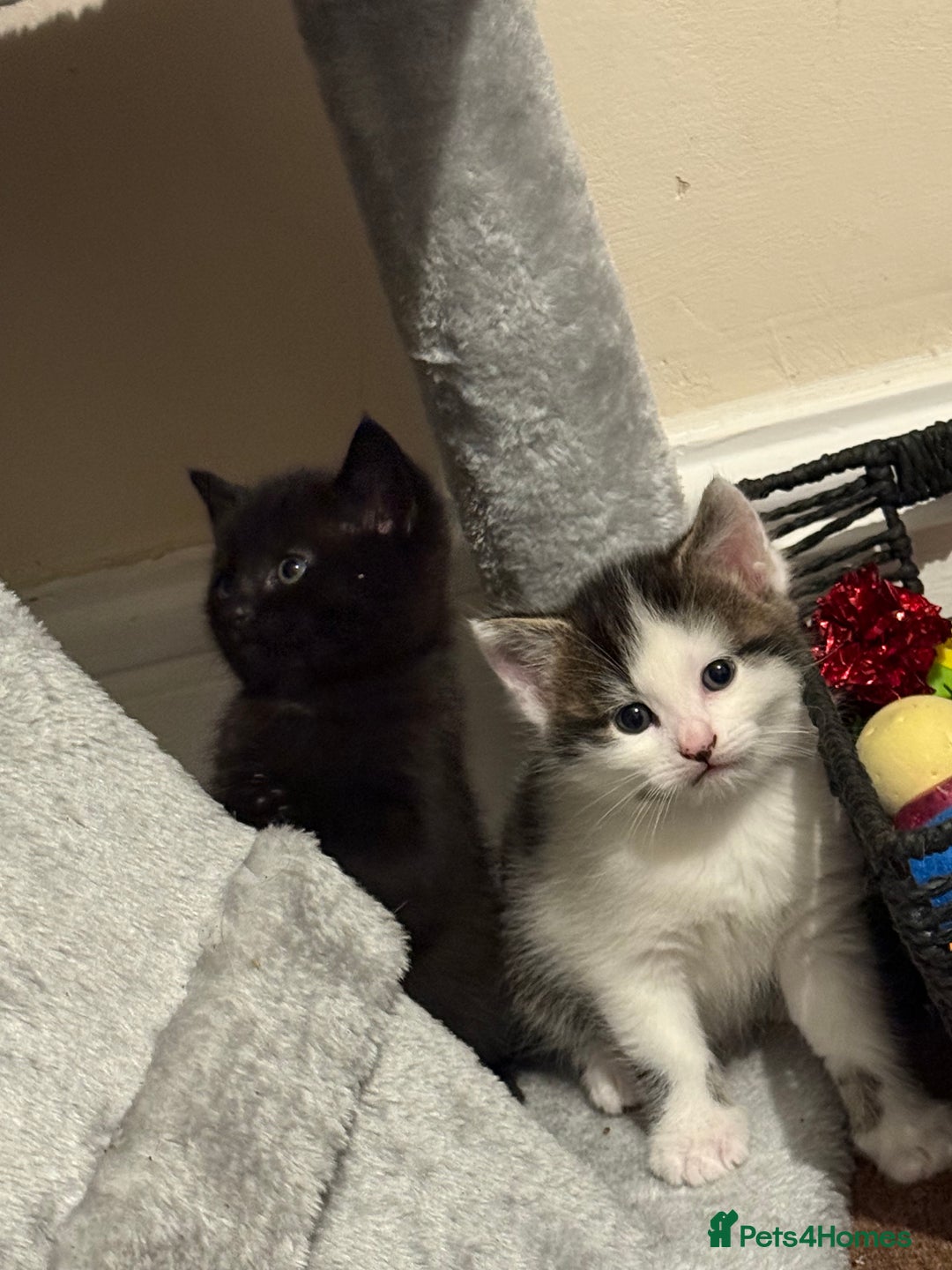 British Shorthair cats for sale: Three adorable kittens ready 10th jan 2026 - Advert 4