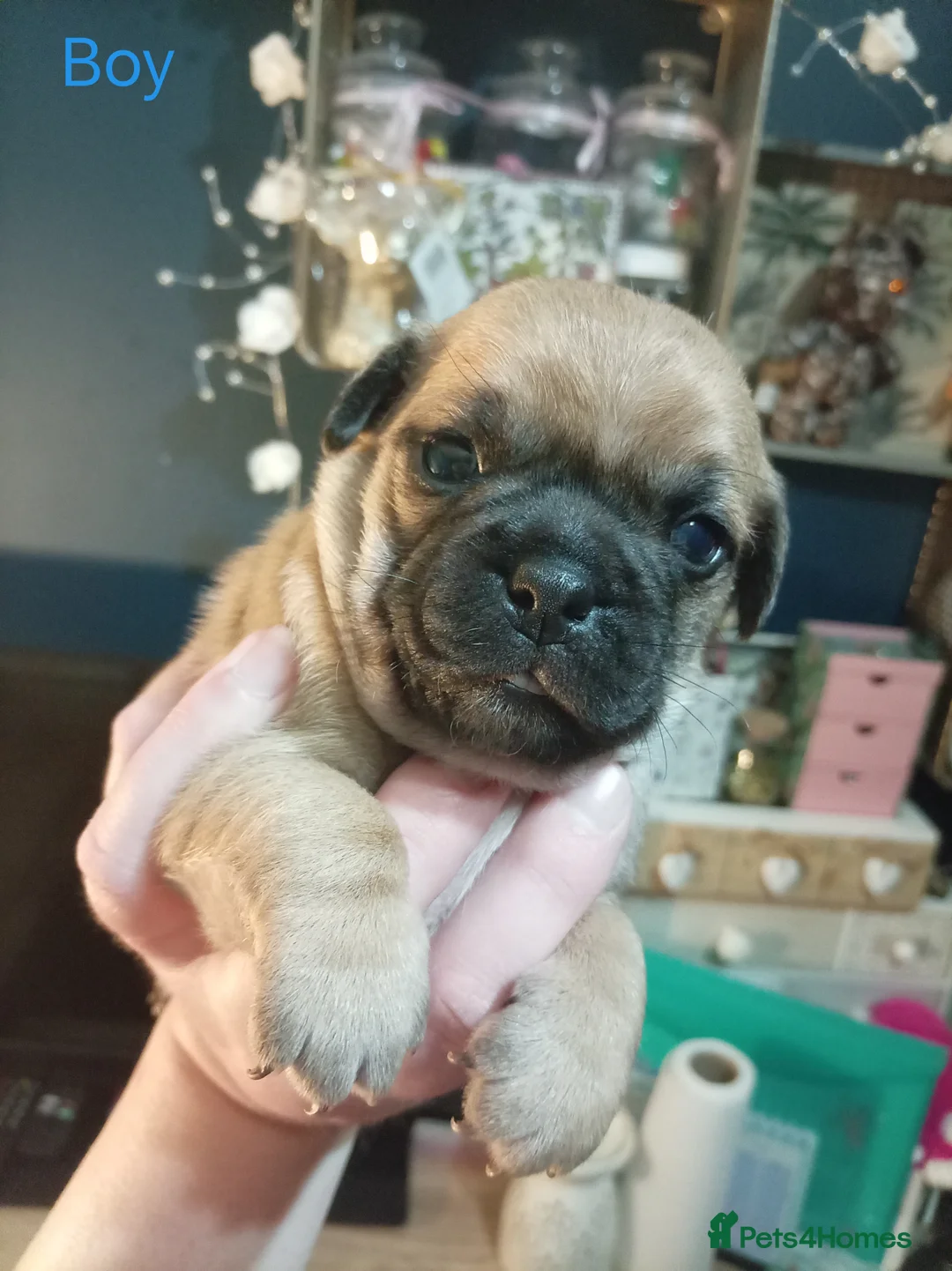 Jug dogs for sale: Jug puppies Jack Russell x pug puppies available - Advert 14