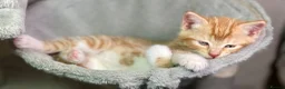 Mixed Breed cats for sale: 2 Gorgeous Ginger Male Kittens - Advert 17