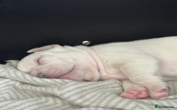 French Bulldog dogs for sale: French bulldog puppies  - Image 6