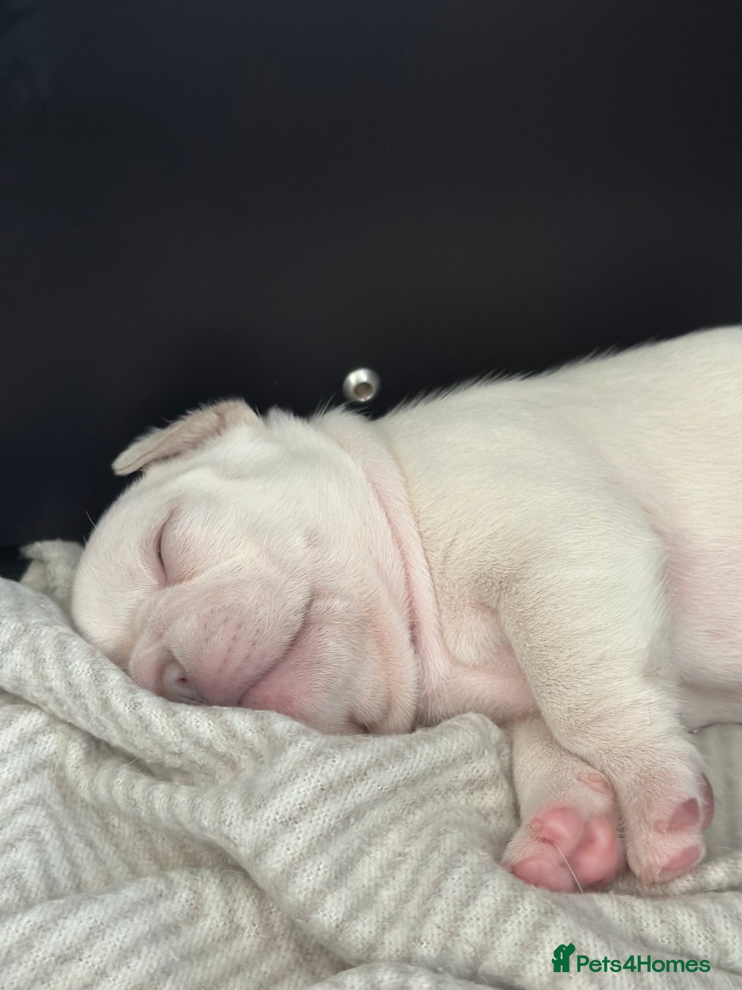 French Bulldog dogs for sale: French bulldog puppies  - Image 6