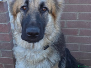 German Shepherd dogs Female German shepherd - Advert 1