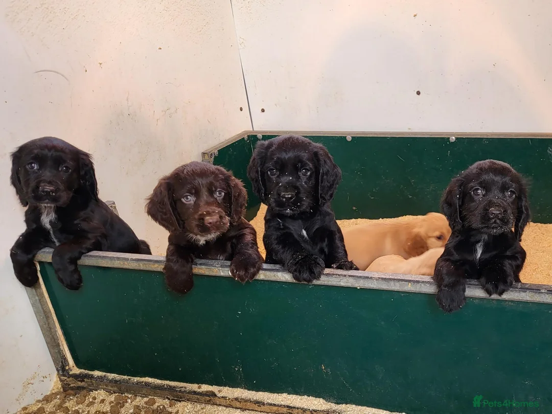 Cocker Spaniel dogs for sale: Cocker Spaniel puppies  - Advert 6