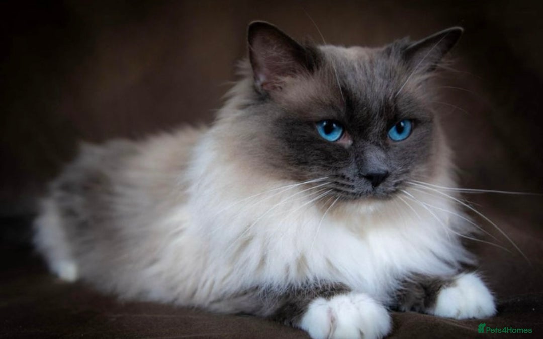 Ragdoll cats for sale: 7 beautiful lynx blue/seal point ragdoll kittens - Image 19