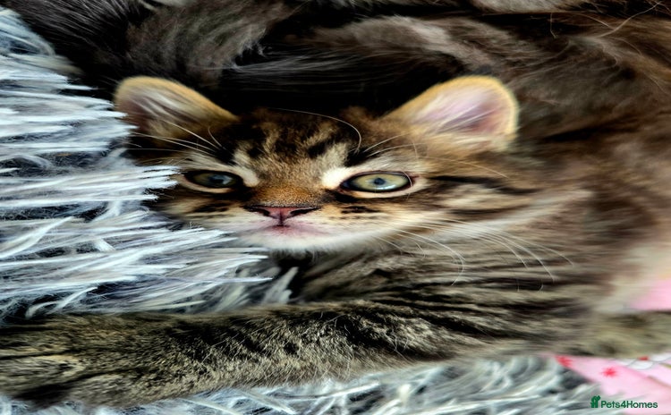 Maine Coon cats - Advert 11